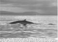 Bryde’s whale returns